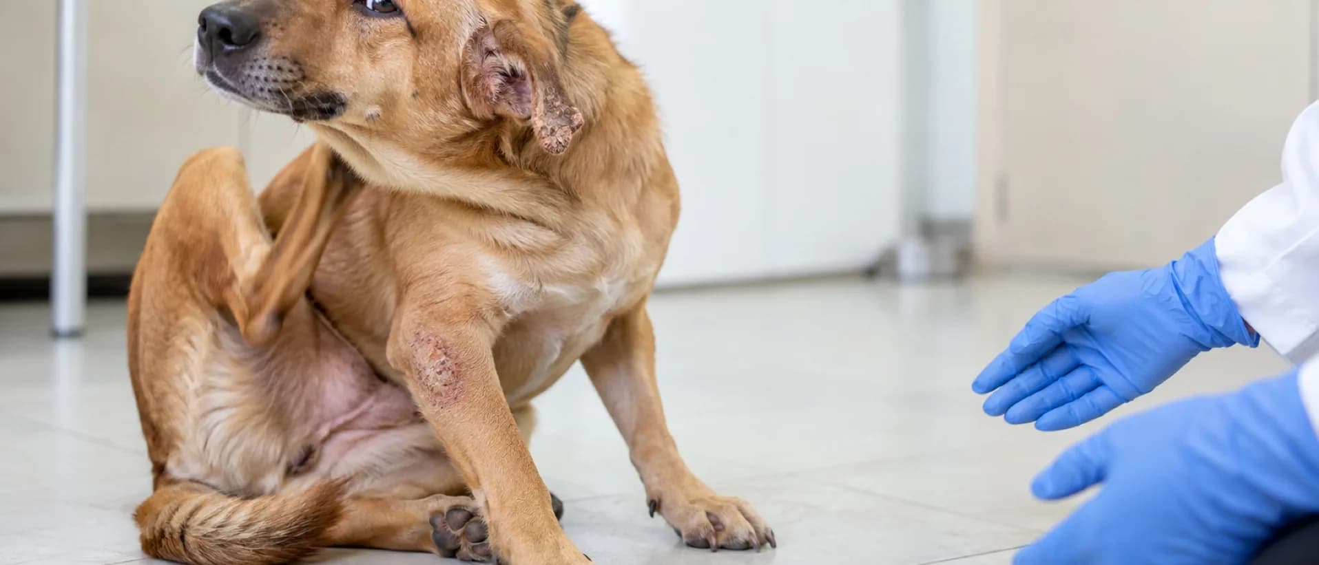 Cão coçando a orelha, com falhas de pelo e crostas na borda da orelha e no cotovelo