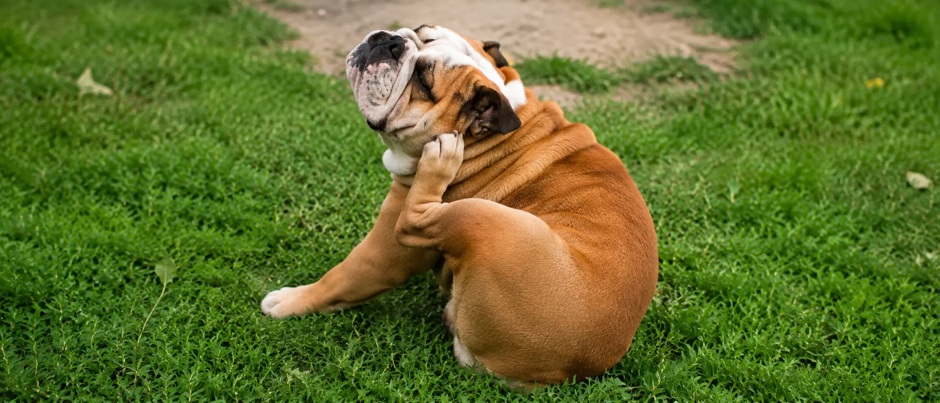 cão buldog se coçando