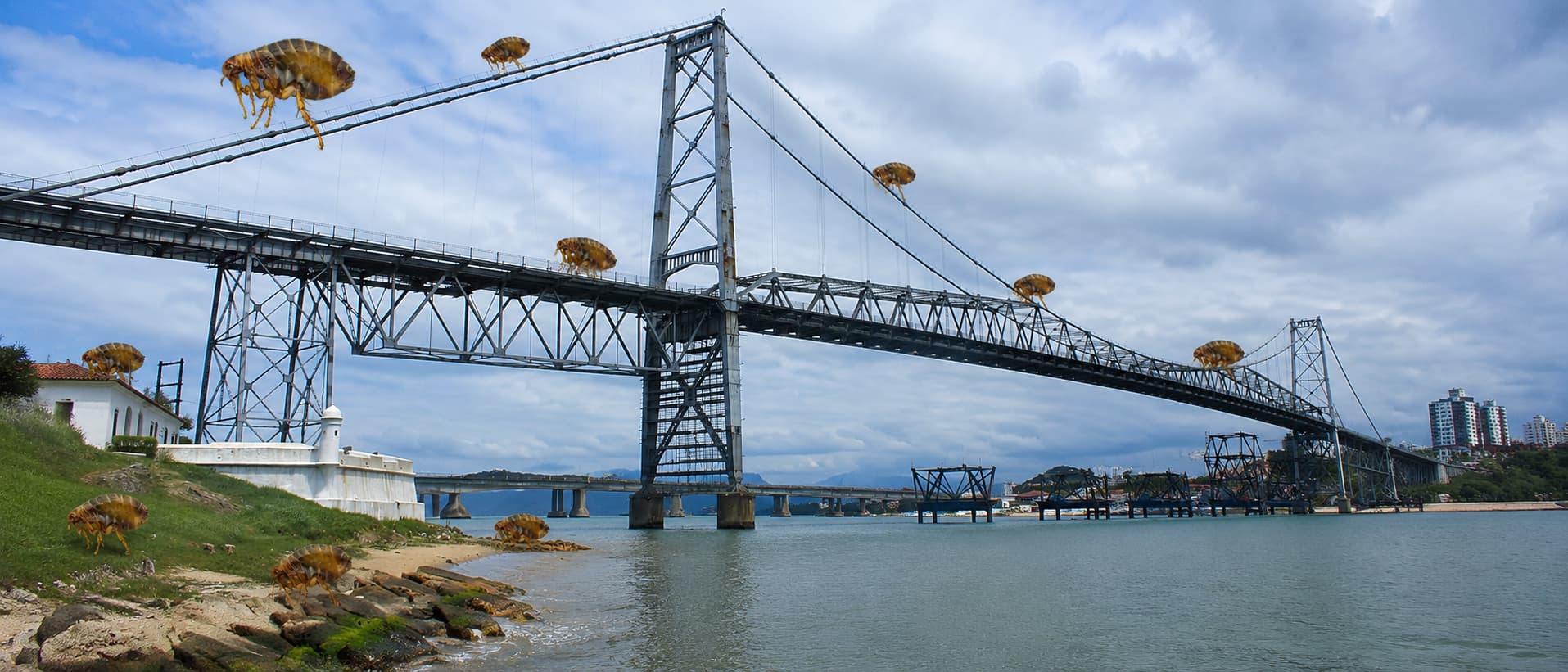 Vista da ponte hercilio luz com varias pulgas na imagem