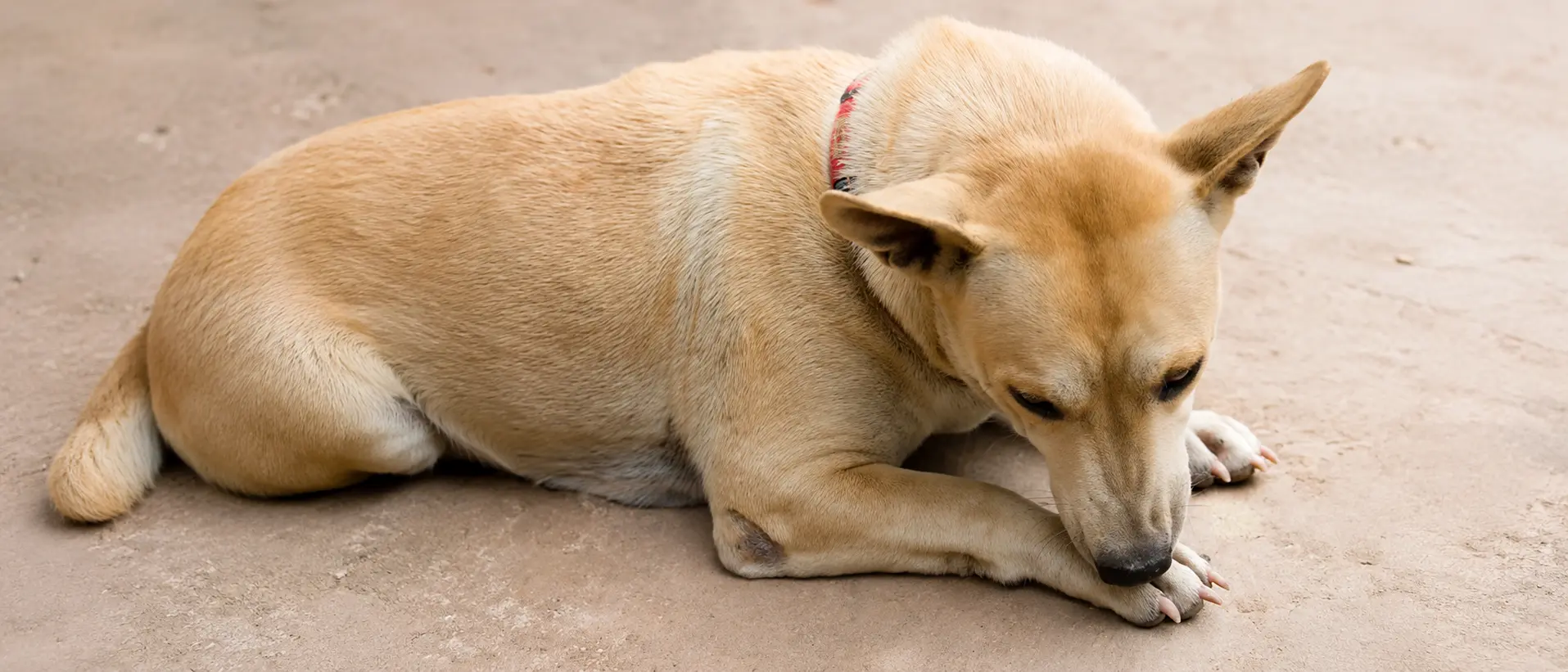 cachorro se lambendo
