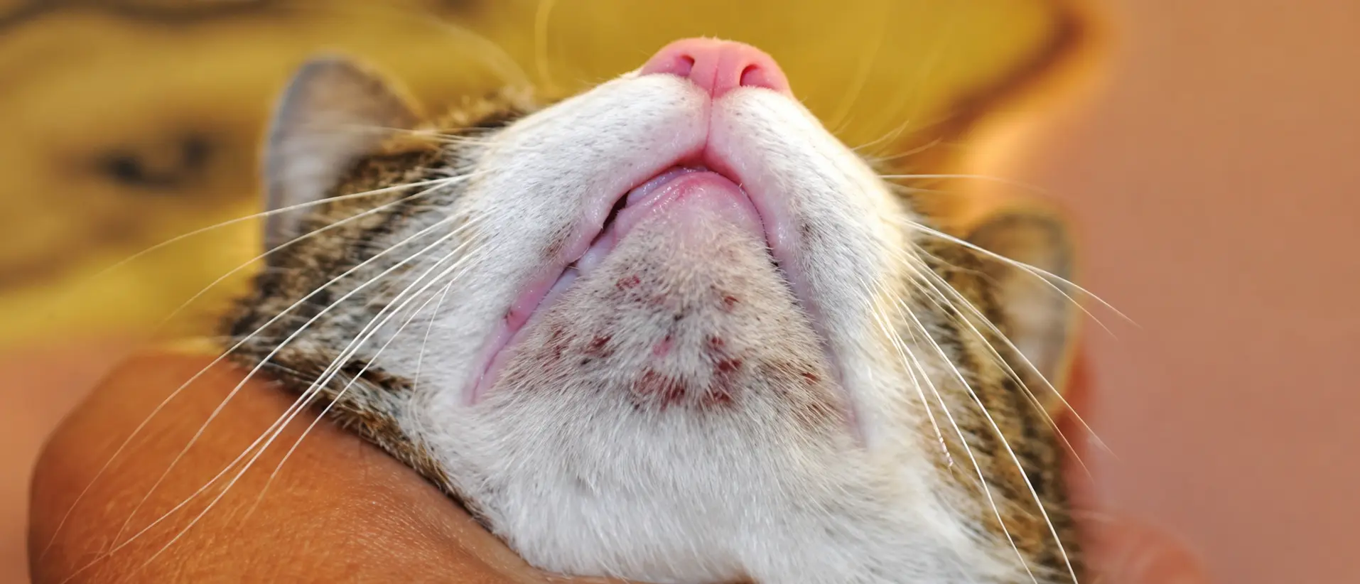 queixo de um gato com ferridas