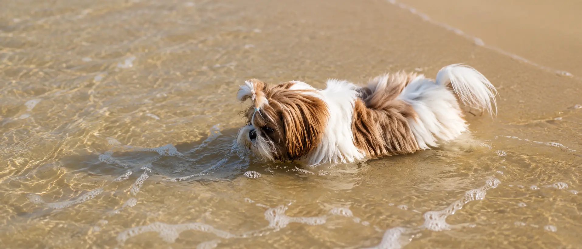 Cachorro na beira da agua da praia
