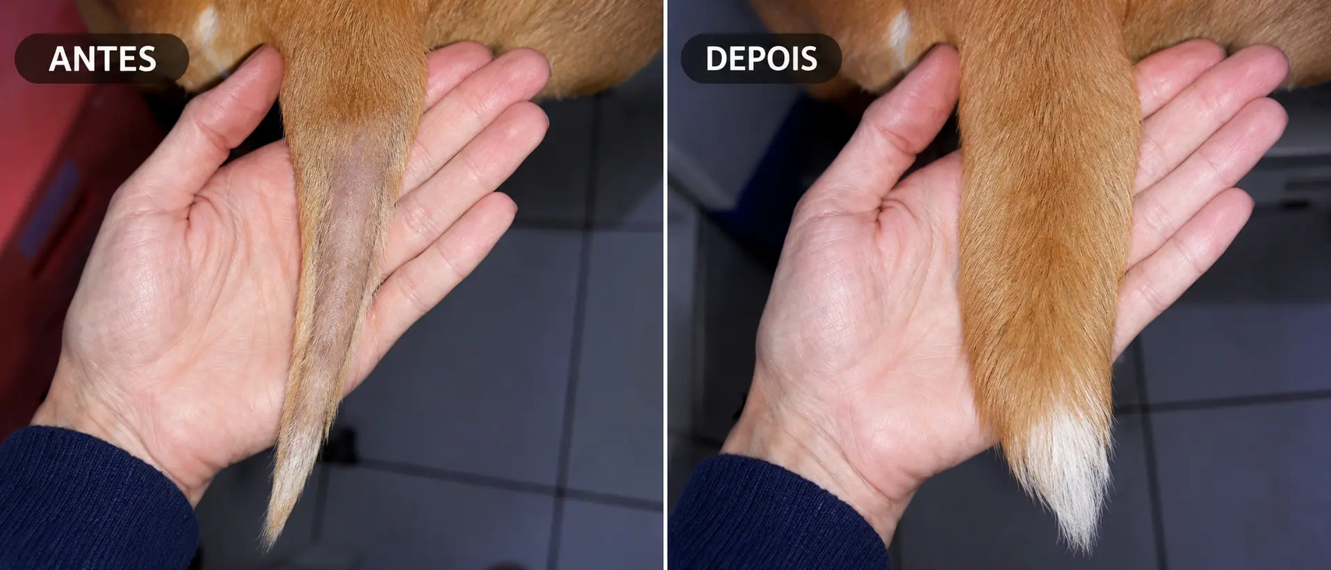 Rabo de cachorro com Hipotireoidismo antes e depois do tratamento