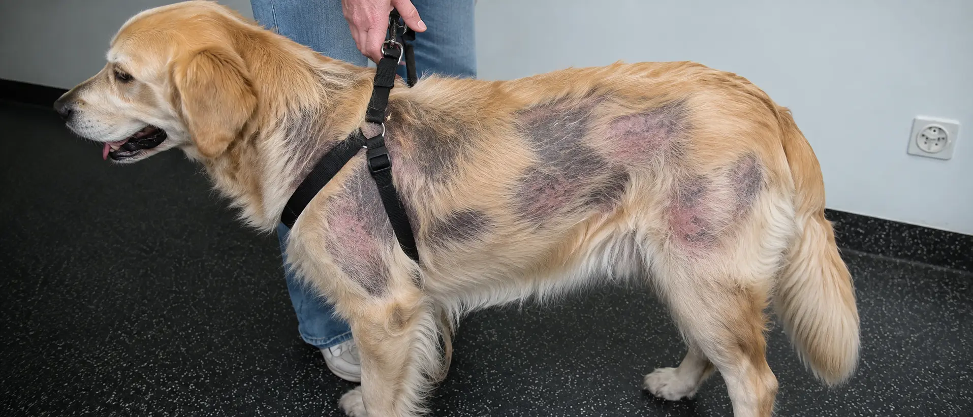 Cachorro de lado com a doença de Cushing, com pelos faltando e pele escamada