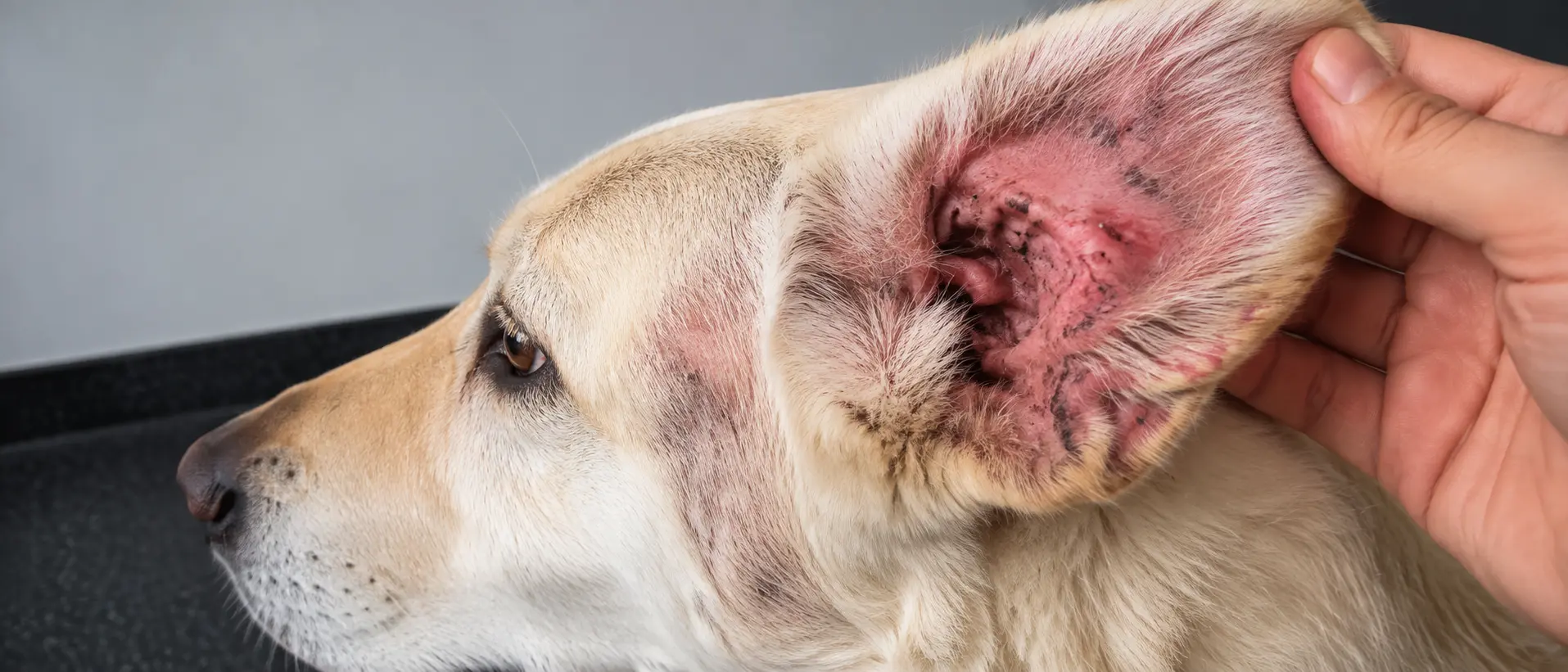 Ouvido de um cachorro com otite focado