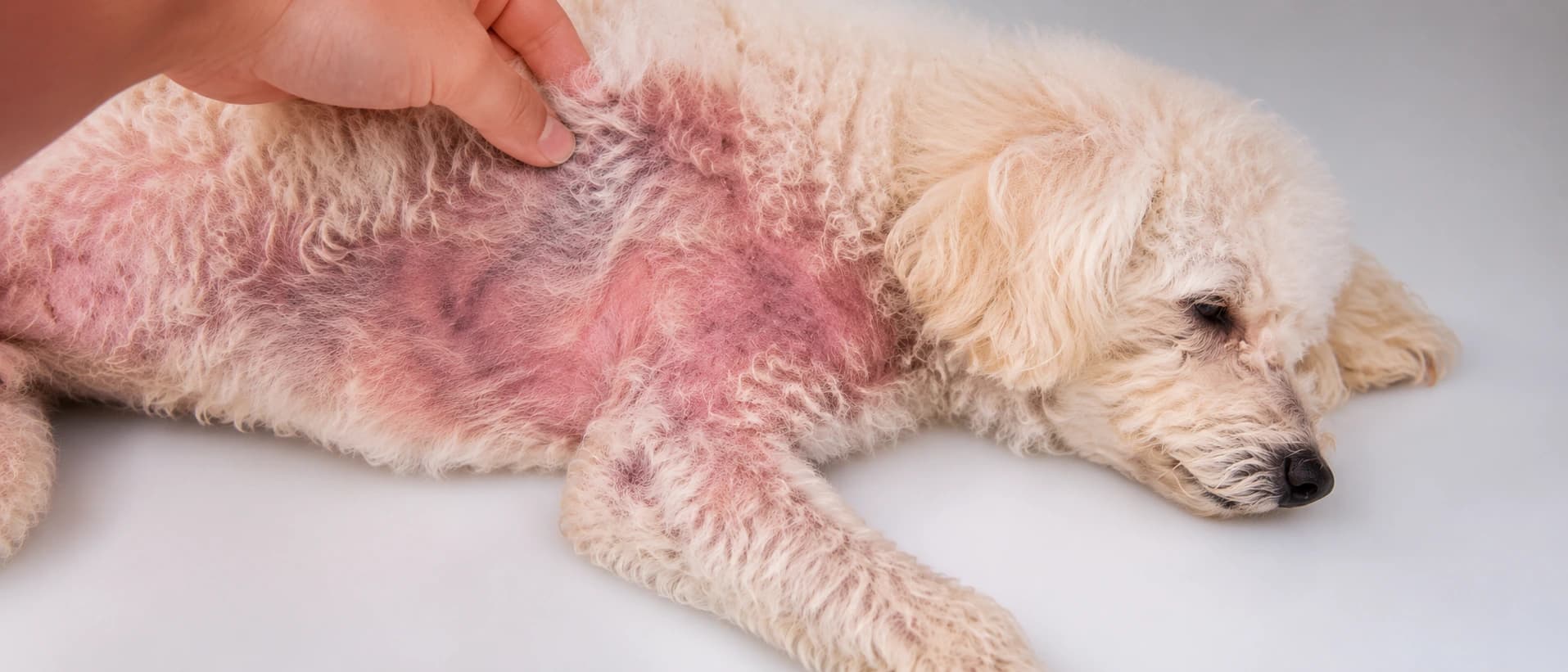 Cachorro com alergia