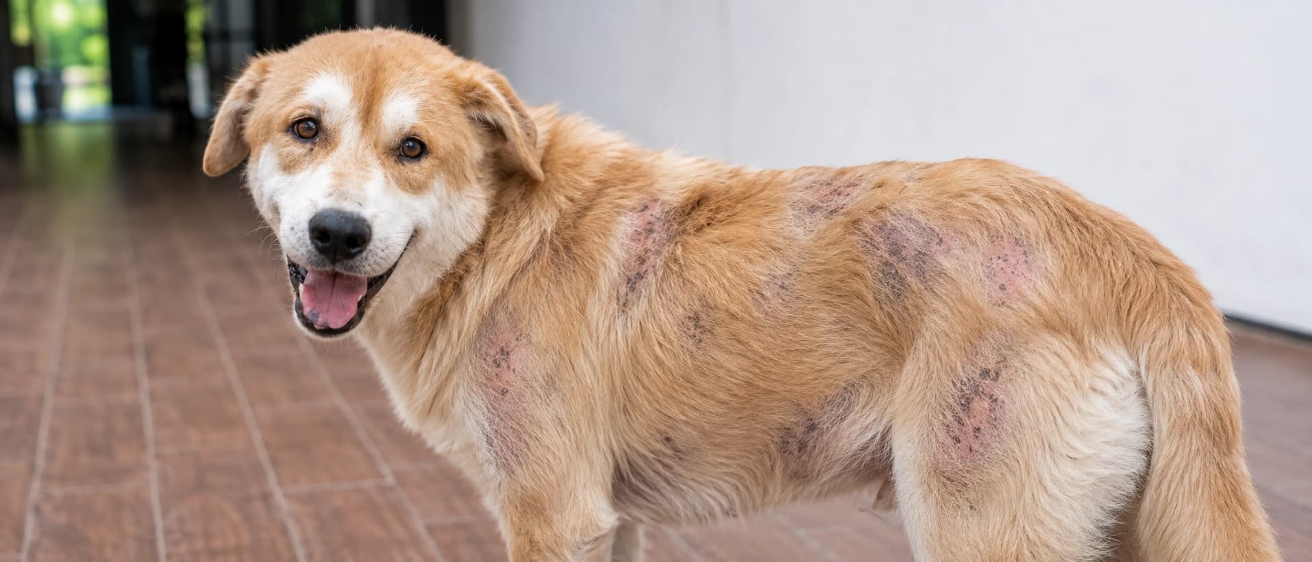 Cachorro de lado, onde tem pelos que evidentemente foram perdidos por conta da alergia
