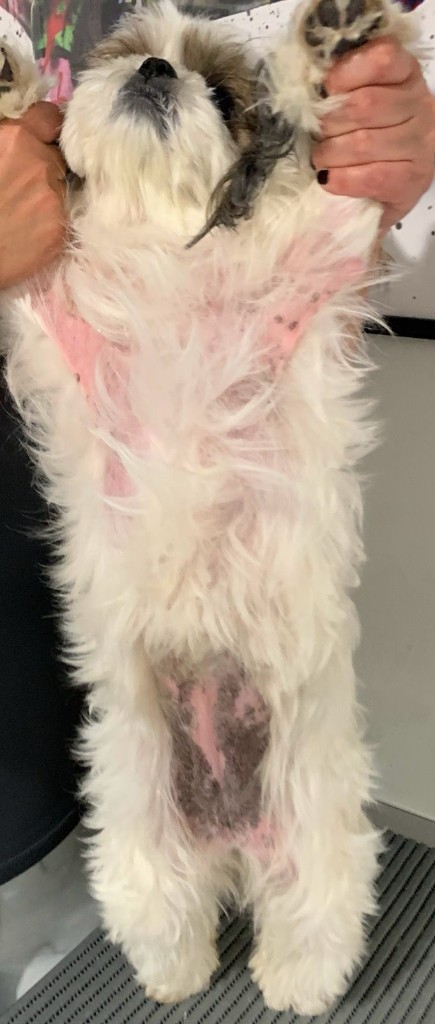 Antes: cão de pelo longo e claro com o abdômen sem pelo, avermelhado e com área escurecida