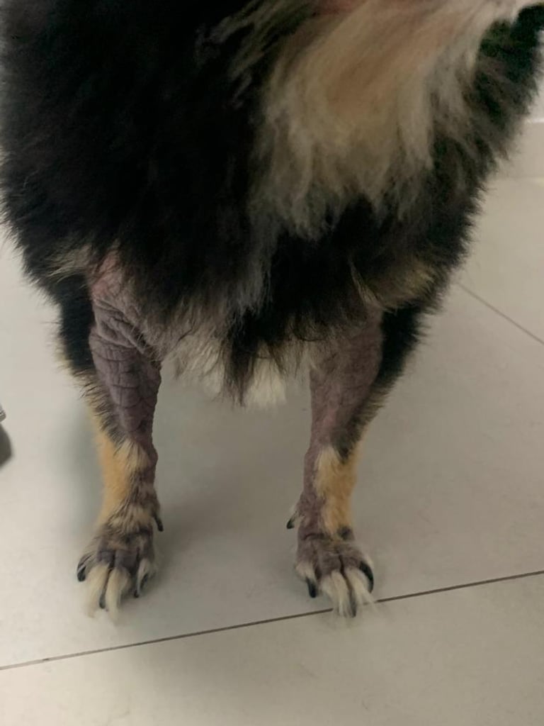Antes: cão pequeno preto e castanho com os membros dianteiros sem pelo e a pele escurecida e espessada