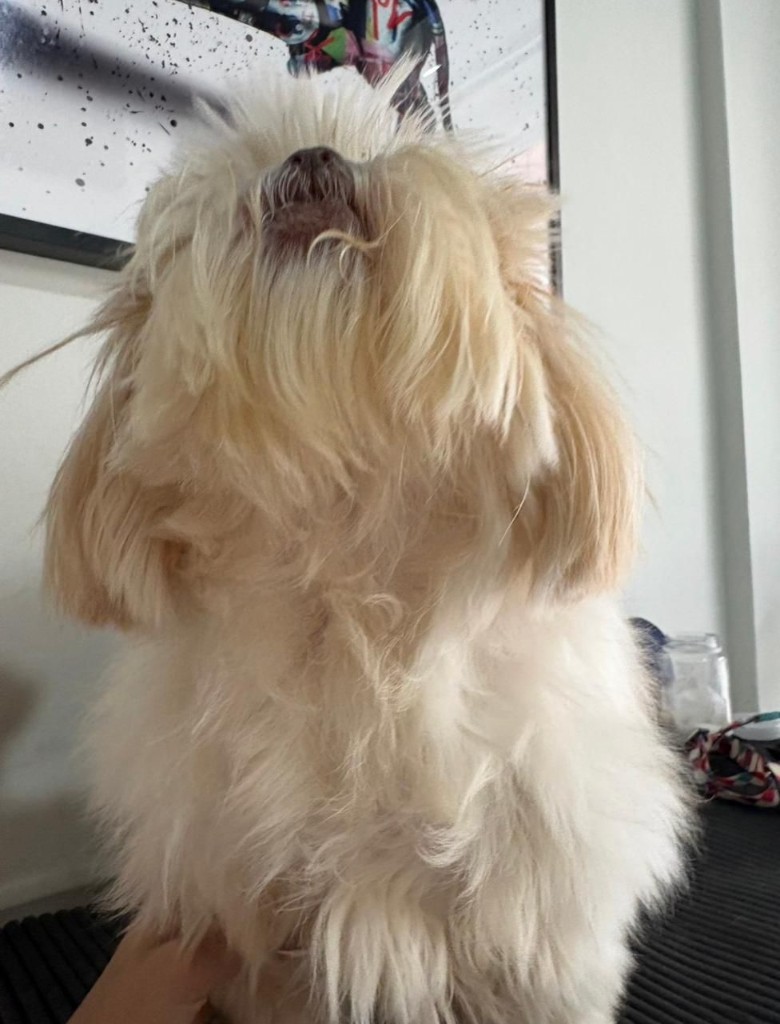 Depois: o mesmo cão após o acompanhamento, com pelo recuperado na região do peito